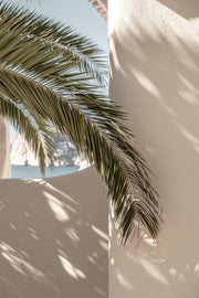 Venture Design Palmleaf Posters Beige