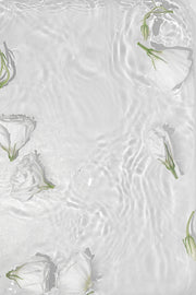 Venture Design White Roses Posters Vit