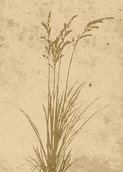 Venture Design Plant art Posters Beige
