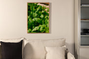 Venture Design Gree leaf Posters Grön