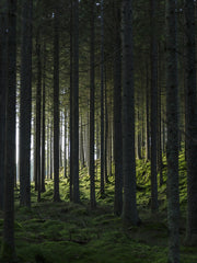 Venture Design Woods Posters Grön