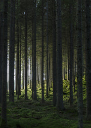 Venture Design Woods Posters Grön