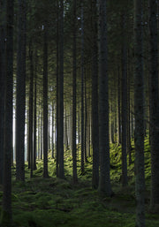Venture Design Woods Posters Grön